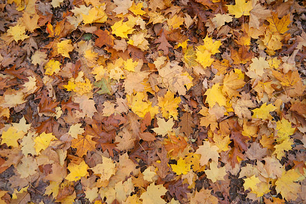 Autumn leaves on the ground.  Maple and Oak leaves litter the ground in the Fall. low section stock pictures, royalty-free photos & images