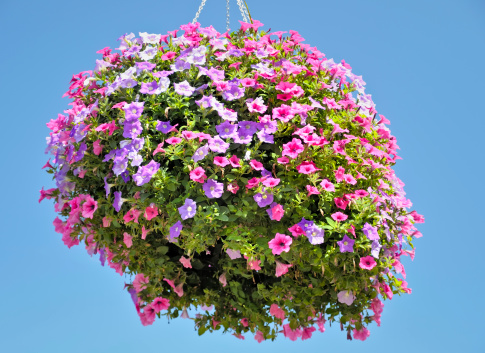 A hanging basket full of colorful Petunias. Nice summer background.
