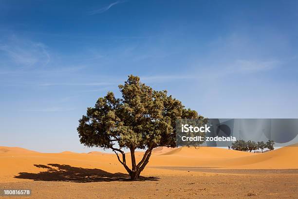 Árbol En El Desierto Del Sahara Marruecos Foto de stock y más banco de imágenes de Aislado - Aislado, Arena, Ausencia