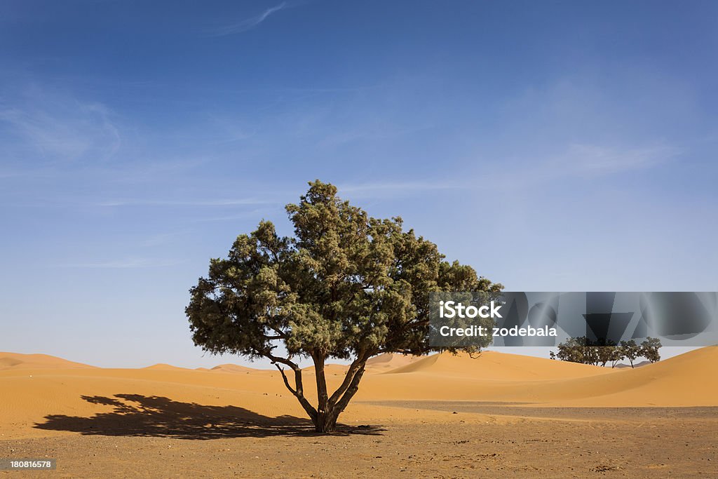 Árvore no deserto do Saara, Marrocos - Foto de stock de Areia royalty-free