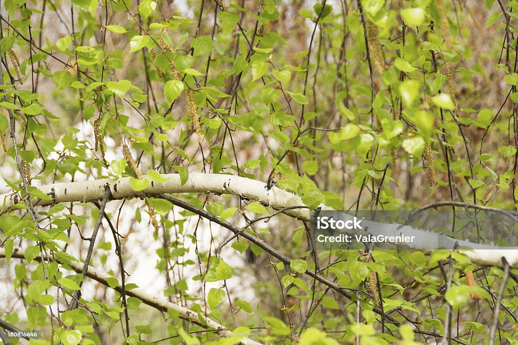 Weeping branche de bouleau au début du printemps. - Photo de Arbre libre de droits