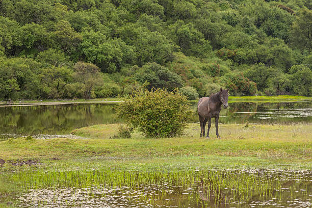 istock Horse Grazing the Grass 180816786
