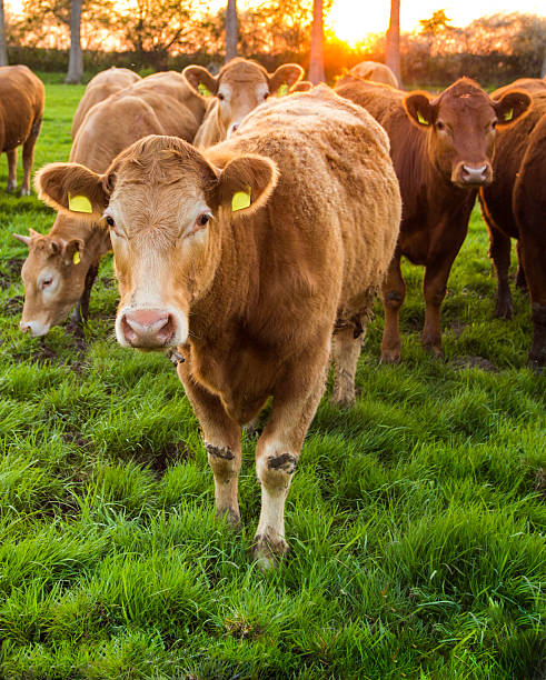 marrón de vacas - mehrere tiere fotografías e imágenes de stock