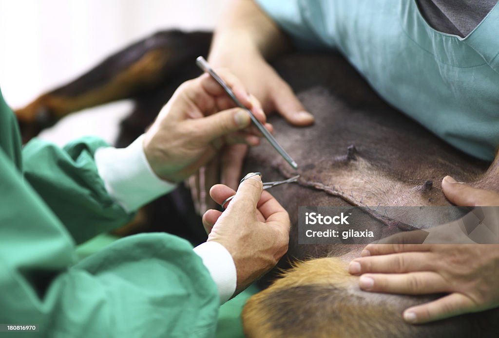 Tierarzt Verfahren - Lizenzfrei Rottweiler Stock-Foto