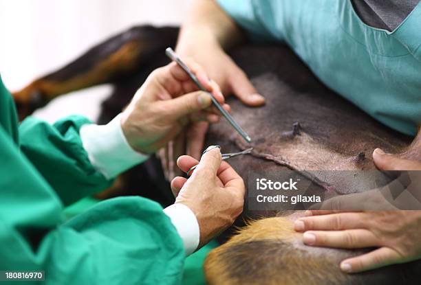 Tierarzt Verfahren Stockfoto und mehr Bilder von Rottweiler - Rottweiler, Allgemeinarztpraxis, Berufliche Beschäftigung