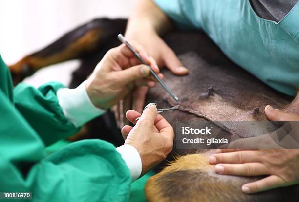 Veterinario Procedimiento Foto de stock y más banco de imágenes de Rottweiler - Rottweiler, Acostado, Animal