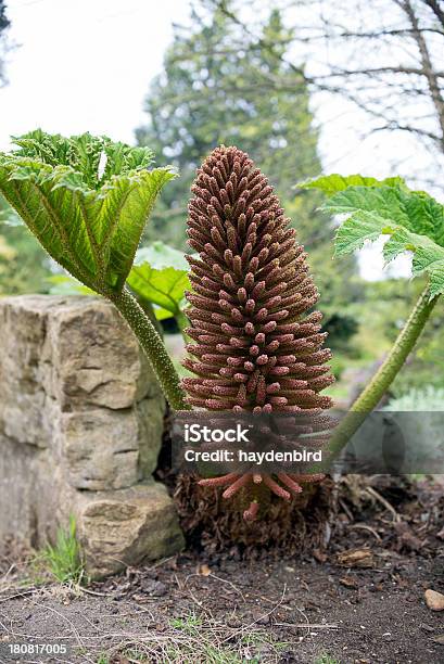 Plant Gunnera Manicata Regione Rabarbaro - Fotografie stock e altre immagini di Aggressione - Aggressione, Aiuola, Albero