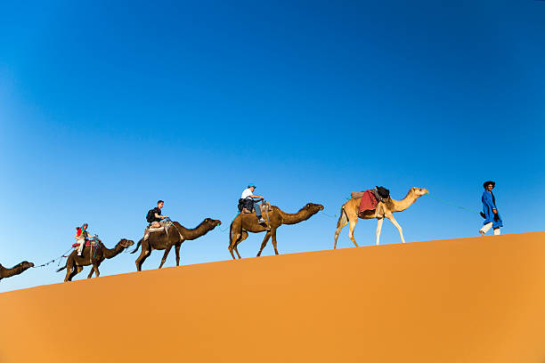 viaje de camellos - morocco desert camel africa fotografías e imágenes de stock