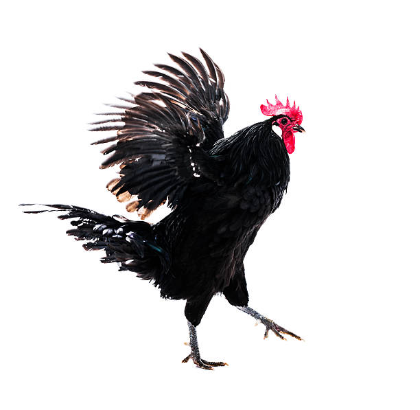 Black rooster Black rooster isolated on white rooster open wings stock pictures, royalty-free photos & images