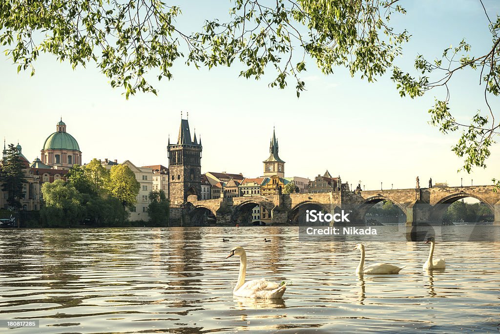 Prague "Group of swans on Vltava River in Prague, Czech RepublicCharles Bridge in the background" Animal Stock Photo