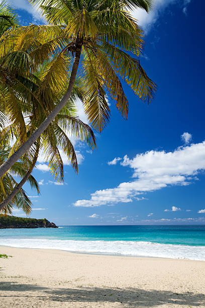 istock beach scene with palm trees at Lambert Bay, Tortola, BVI 180817287