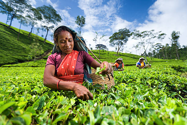 tamil selettori raccolta di foglie di tè con piantagione - tea pickers foto e immagini stock