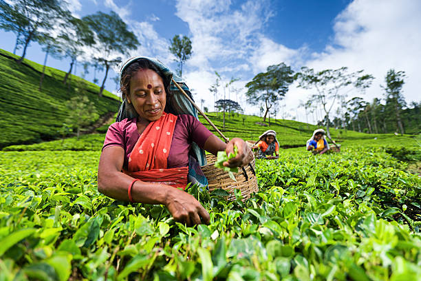 tamil pickers zbieranie liści herbaty na plantacji - picking crop harvesting scenics zdjęcia i obrazy z banku zdjęć