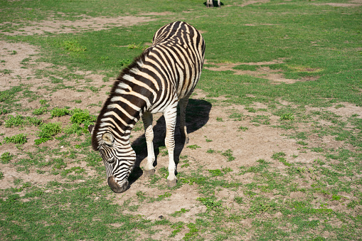 Zebra grazes in the meadow.