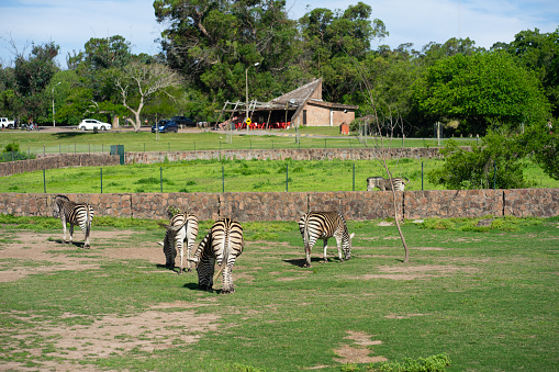 Summer landscape - view of a herd of zebras grazing in high grass under the hot summer sun. Wildlife scene from nature