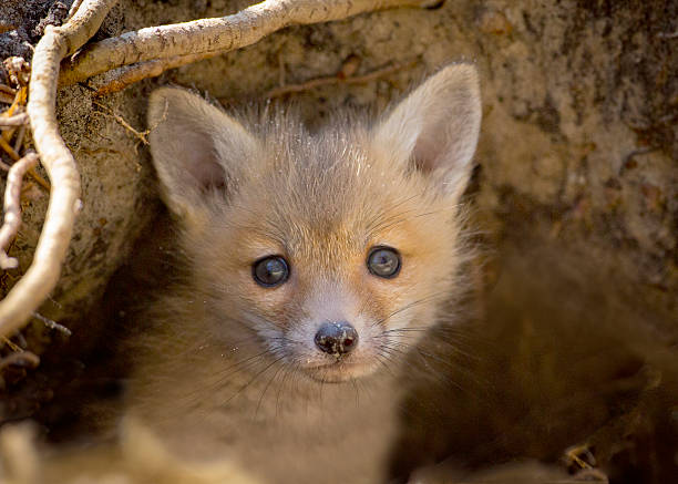 istock Cute Fox Kit Close Up Young Baby Pup Horizontal 180817386