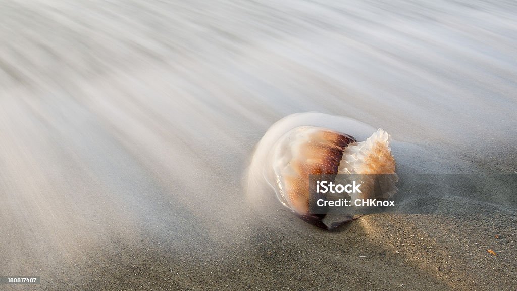 Gelatina de pescado que descansan en Arena y Surf desenfoque alrededor de Animal - Foto de stock de Agua libre de derechos