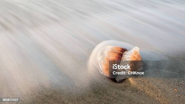 Gelatina De Pescado Que Descansan En Arena Y Surf Desenfoque Alrededor De Animal Foto de stock y más banco de imágenes de Agua