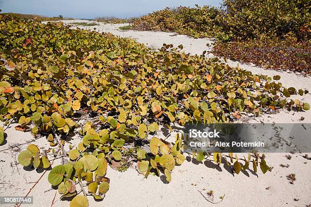 John U Lloyd Parque Estatal De Fort Lauderdale Miami Florida - Fotografias de stock e mais imagens de Ao Ar Livre