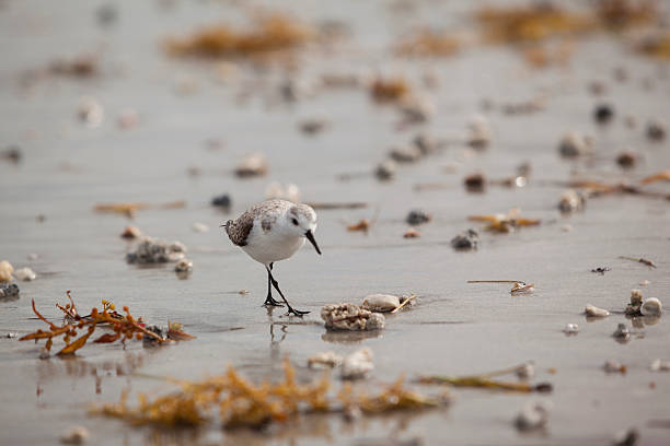 istock Solitary Sandpiper on the beach 180817478
