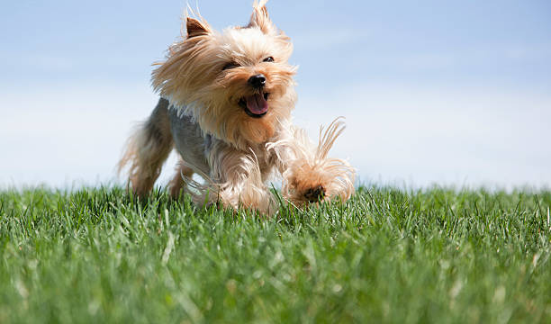 istock Yorkshire Terrier dog running 180817589