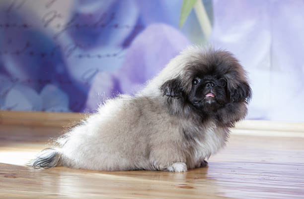 istock Small pekinese puppy lying on floor 180817703