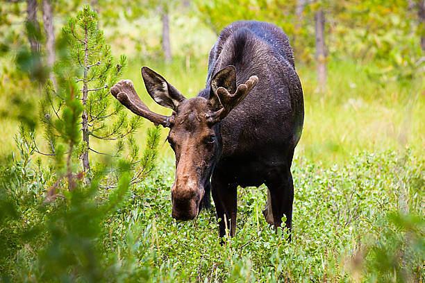 Young Bull Moose Makes Eye Contact with Camera stock photo