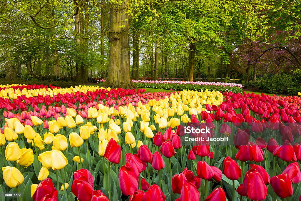 Primavera en el parque - Foto de stock de Aire libre libre de derechos