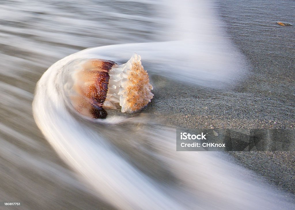 젤리 피시 힐튼의 모래 서핑을 움직임감지 희미함 접근 - 로열티 프리 0명 스톡 사진