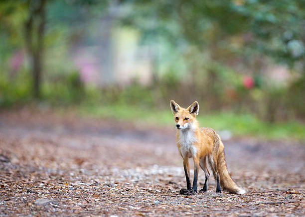 istock Mother Red Fox with Dinner at Her Feet Horizontal 180817830
