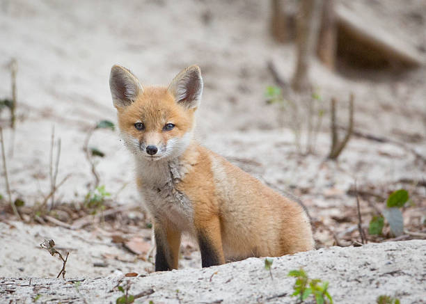 istock Cute Fox Kit Close Up Young Baby Pup Horizontal 180818073