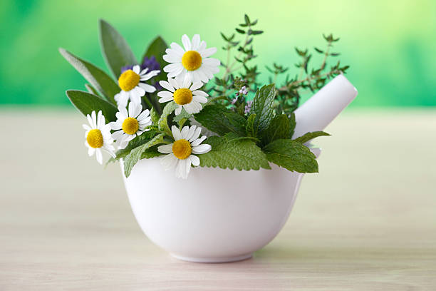 plantas aromáticas frescas - oregano rosemary healthcare and medicine herb imagens e fotografias de stock