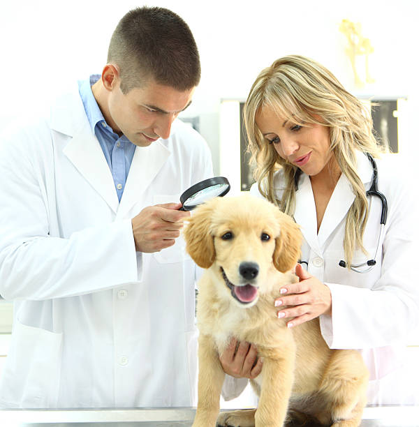 istock Vets examining retriever puppy 180818365