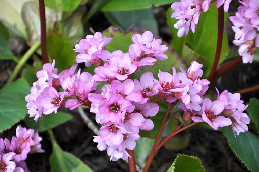 Florece en la primavera Bergenia (Badan) photo
