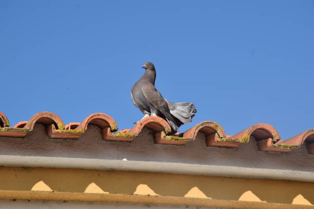 istock Grey Fantail Pigeon sitting on a roof 1808184944