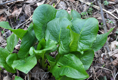 Arum (Arum besserianum) grows in the forest in early spring.