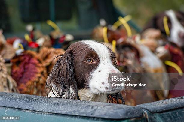 Photo libre de droit de Fin Dune Dure Journée De Travail banque d'images et plus d'images libres de droit de Canard - Oiseau aquatique - Canard - Oiseau aquatique, Chien de chasse, Type de chasse