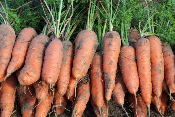 istock In a pile of fresh harvested carrots 1808186540