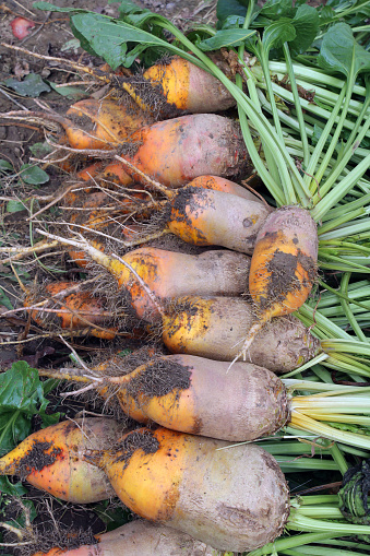 In the field on the pile dug out are fodder beets