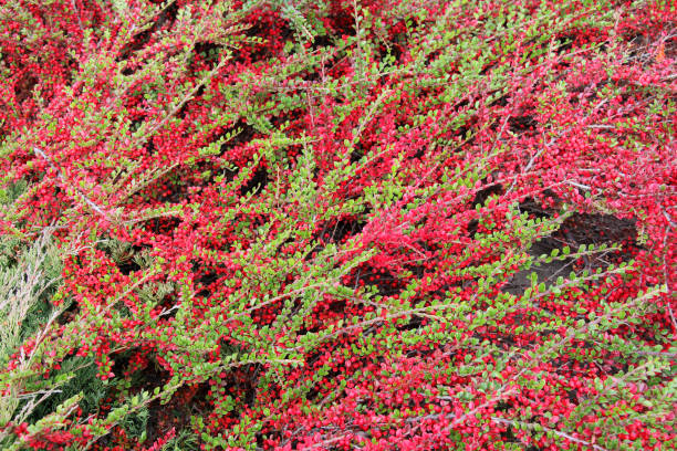 In the autumn, a decorative bush of the cotoneaster horizontalis grows in the garden In the garden grows a decorative bush of the cotoneaster horizontalis cotoneaster horizontalis stock pictures, royalty-free photos & images