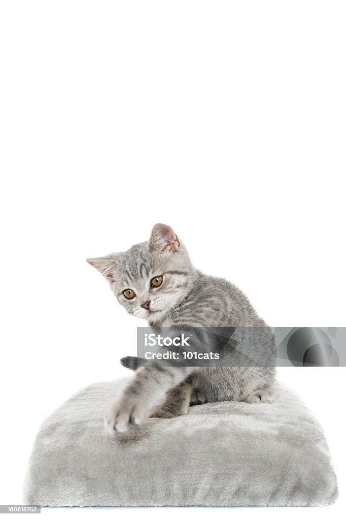 Chat gris - Photo de Animaux de compagnie libre de droits