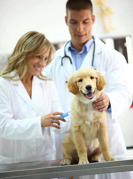 istock Vets giving shot to a puppy. 180818753