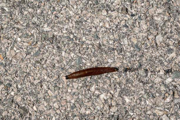 Slug, or land slug, is a common name for any apparently shell-less terrestrial gastropod mollusc.
