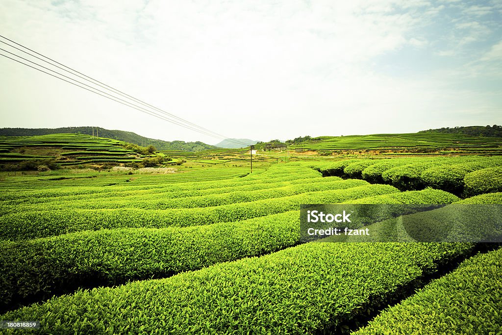 Plantação de chá - Foto de stock de Agricultura royalty-free