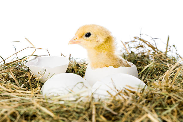 bébé oiseau éclosion d'œuf - animal young bird baby chicken chicken photos et images de collection