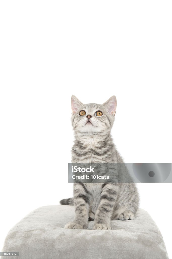 Graue Katze - Lizenzfrei Getigerte Katze Stock-Foto