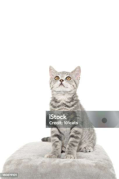 Photo libre de droit de Chat Gris banque d'images et plus d'images libres de droit de Chat tigré - Chat tigré, Couleur argentée, Chat domestique