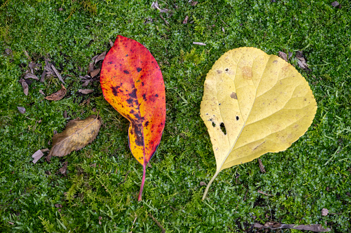 Fallen leaves in Autumn