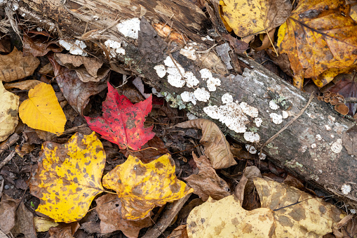 Fallen leaves on forest ground, French Creek State Park, Elverson, Pennsylvania, USA