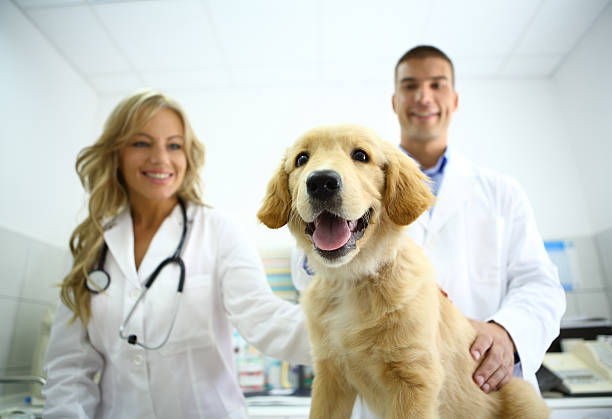 istock Smiling vets with cute retriever puppy. 180819155